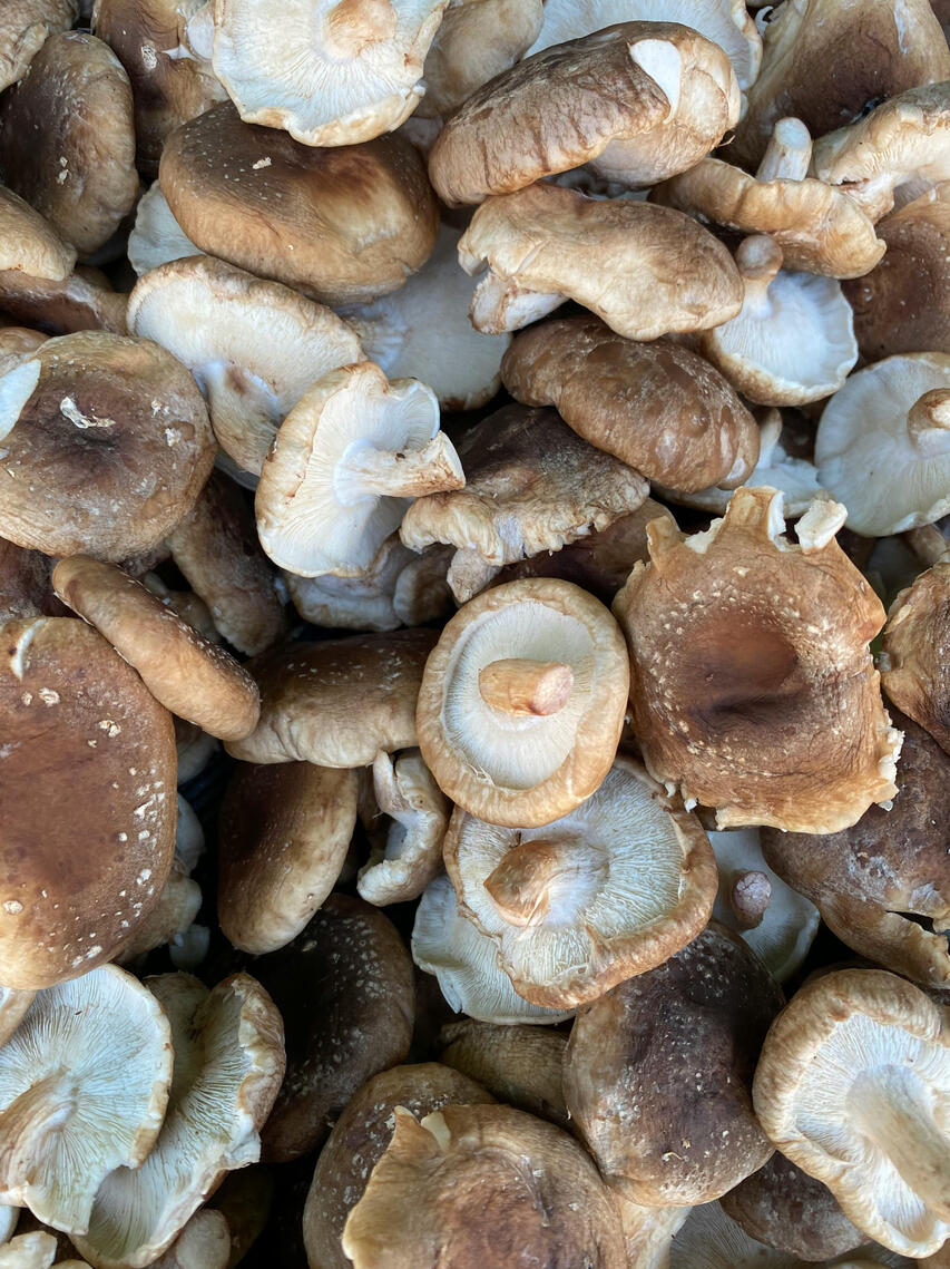 shiitake